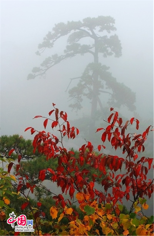 黃山：秋意依舊在 斜風細雨不須歸