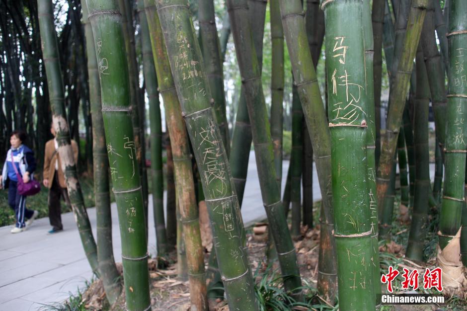 成都最大竹主題公園多處景觀竹遭刻字