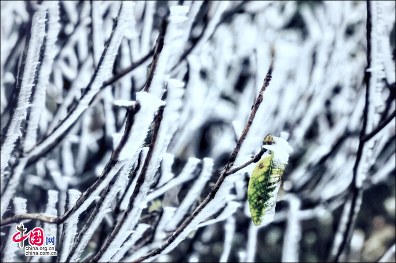 霧凇下的黃山 再現電影《冰雪奇緣》場景