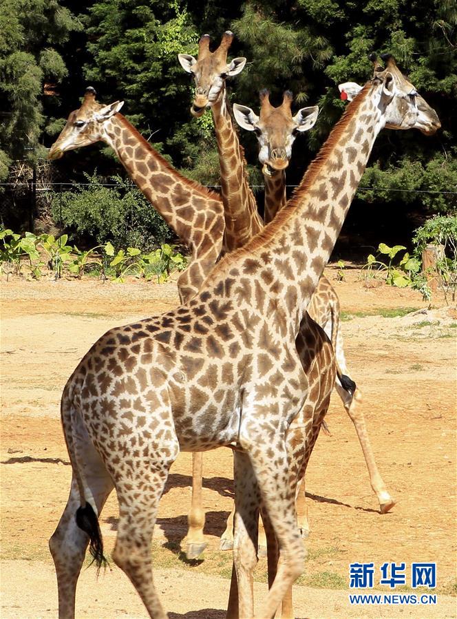 雲南野生動物園裏的動物“明星”