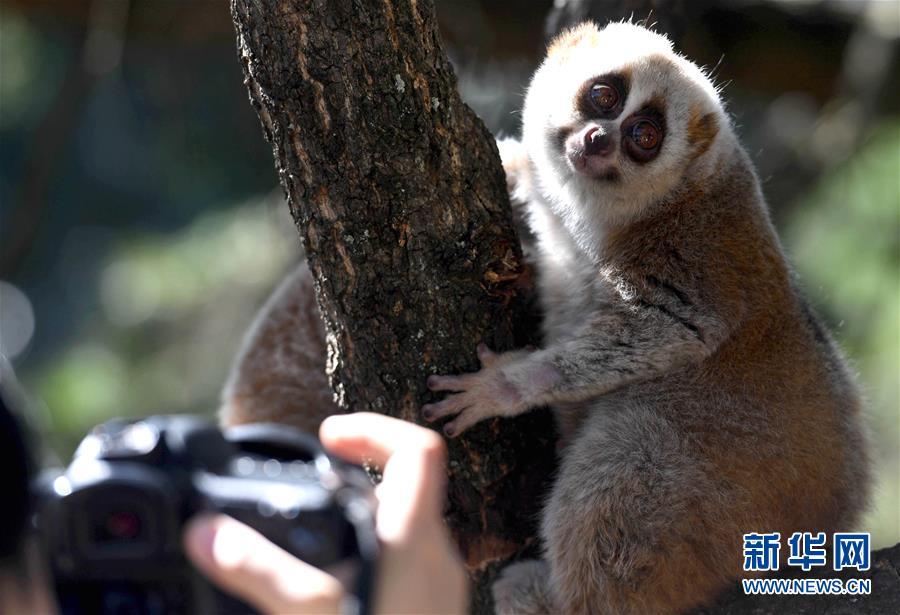 雲南野生動物園裏的動物“明星”