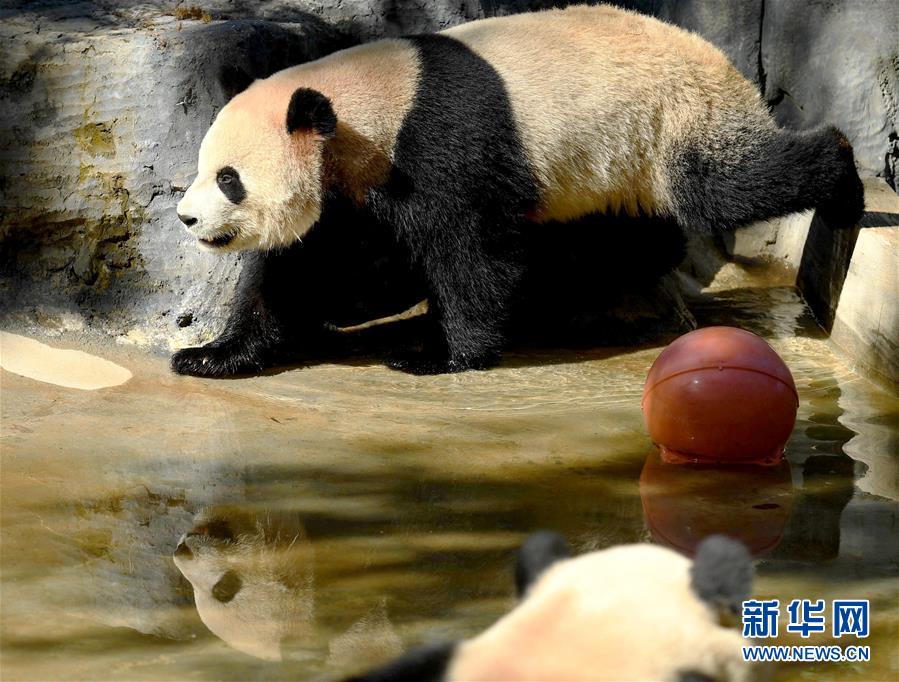 雲南野生動物園裏的動物“明星”