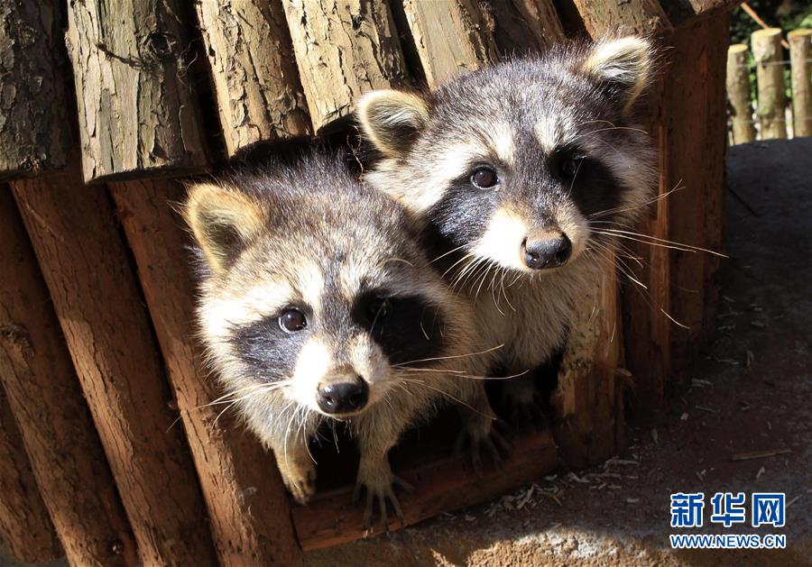 雲南野生動物園裏的動物“明星”