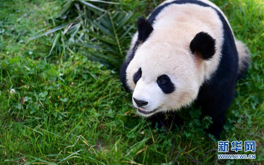 雲南野生動物園裏的動物“明星”