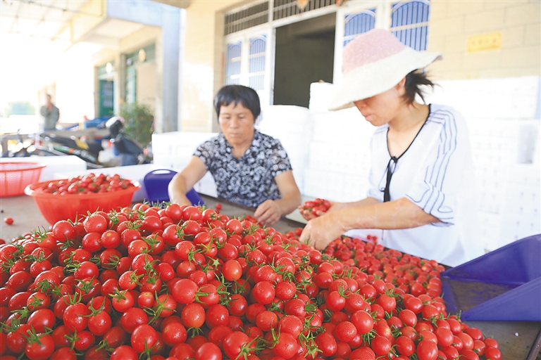 【扶貧專題-産業扶貧圖文】【財經】【即時快訊】翰林村80畝撂荒田成了致富地