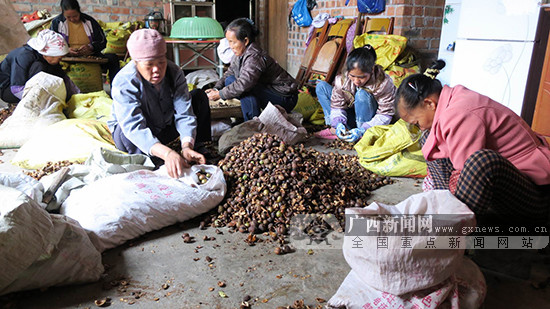 【頭圖】【八桂大地、八桂大地-百色】田陽縣玉鳳鎮油茶種植面積達10.8萬畝(圖)