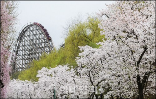 櫻花爛漫正當時 韓愛寶樂園櫻花節春花爭奇鬥艷