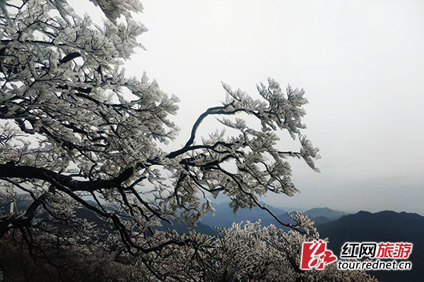 美輪美奐的冰雪季降臨 湖南多地霧凇盛景齊上線