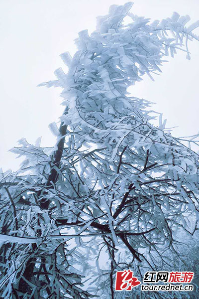 美輪美奐的冰雪季降臨 湖南多地霧凇盛景齊上線