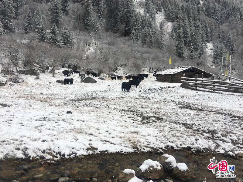 大雪裝扮的初冬 達古冰山開啟冰雪童話世界