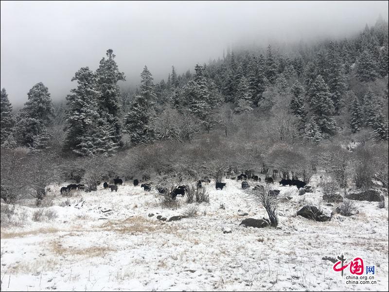 大雪裝扮的初冬 達古冰山開啟冰雪童話世界