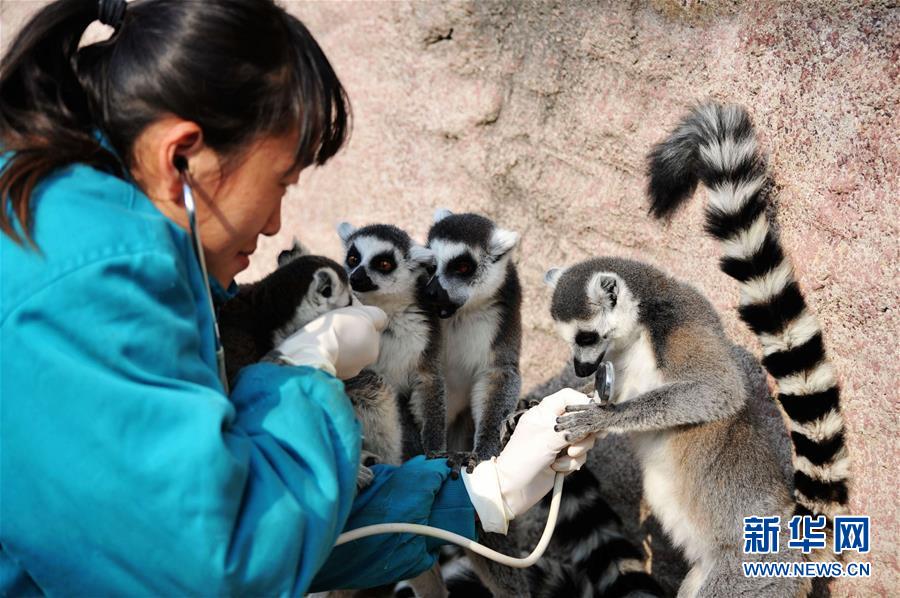 山東青島：動物體檢過寒冬