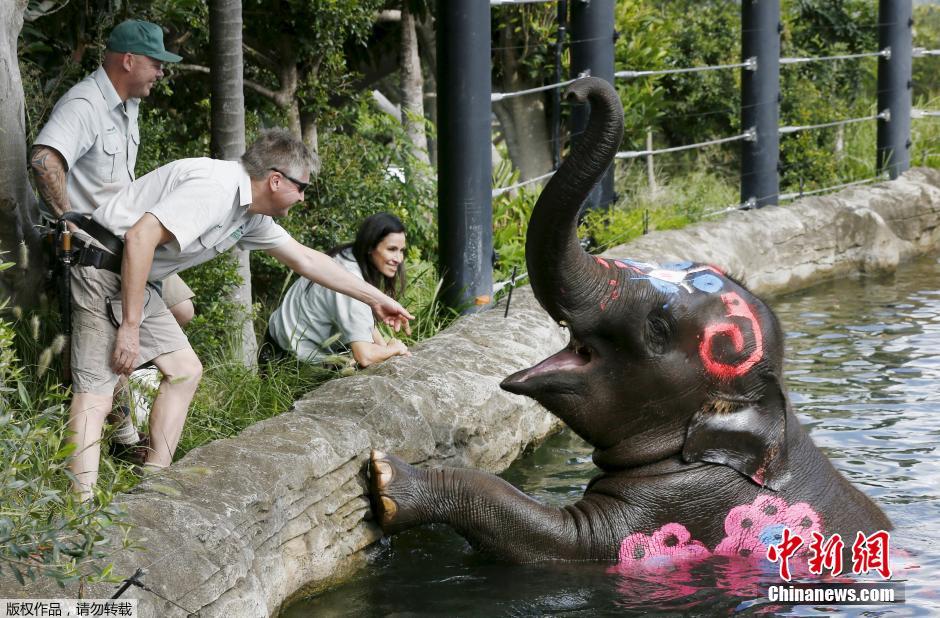 悉尼一動物園慶祝宋幹節 超萌泰國大象亮相