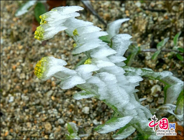 湖南南山國家公園迎今冬首場霧凇 景色如畫