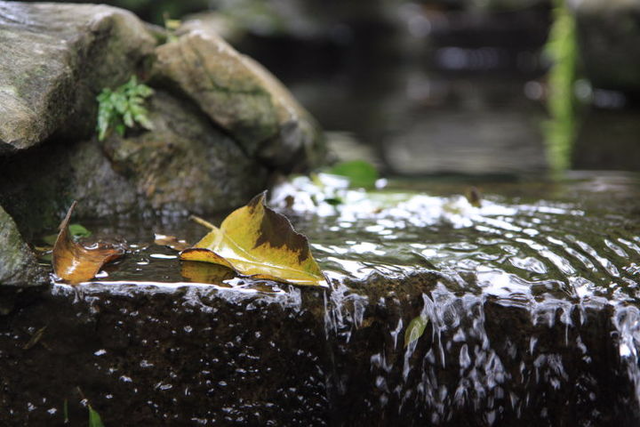 秋冬季 讓西湖落葉再"駐足"一會兒