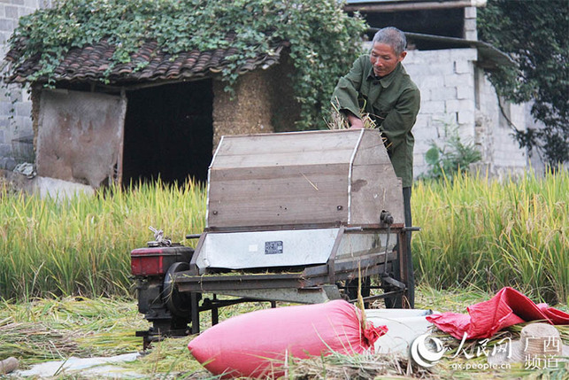 【焦點圖】【園區建設】【八桂大地、八桂大地-河池】河池六甲鎮黨旗領航 一張“農家飯票”惠澤多