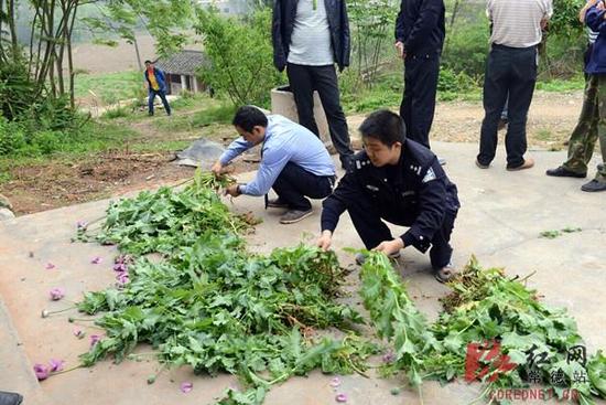 村民種植300多棵罌粟：以為是味道好的蔬菜