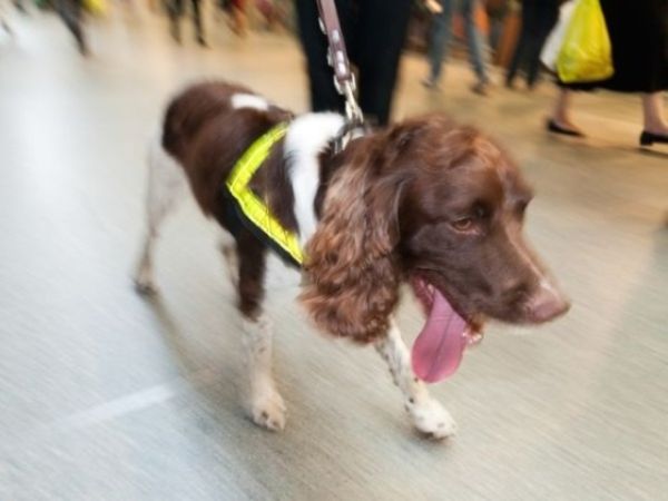 英國機場百萬英鎊培養緝毒犬 只會搜香腸和奶酪（圖）