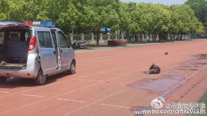 網曝大學驅趕流浪狗開車碾4次