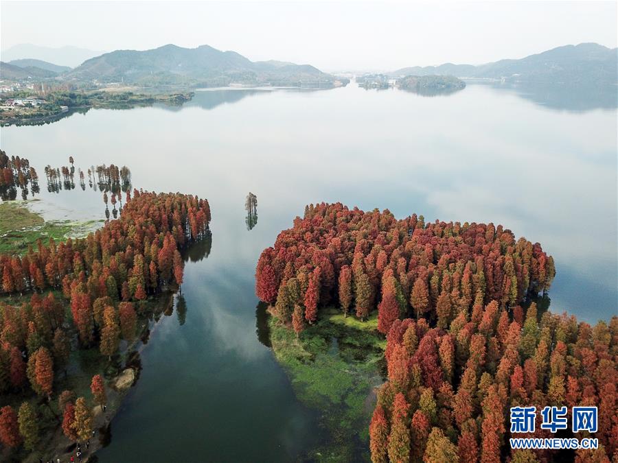 浙江余姚：杉紅似火猶未盡