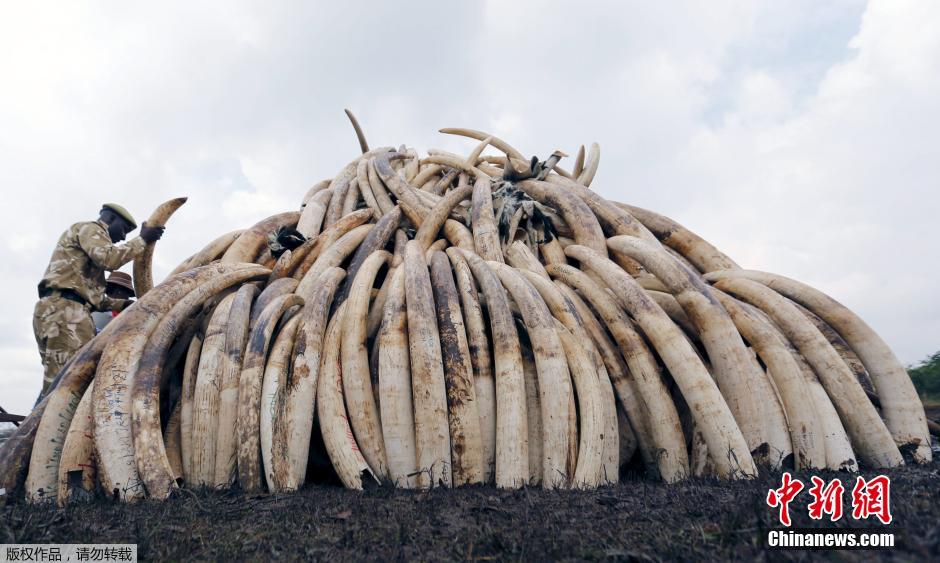 肯尼亞動物保護部門將銷毀105噸象牙