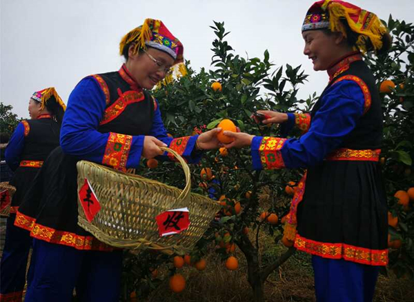 第三屆湖南崀山臍橙文化旅遊節開啟鄉村振興新模式