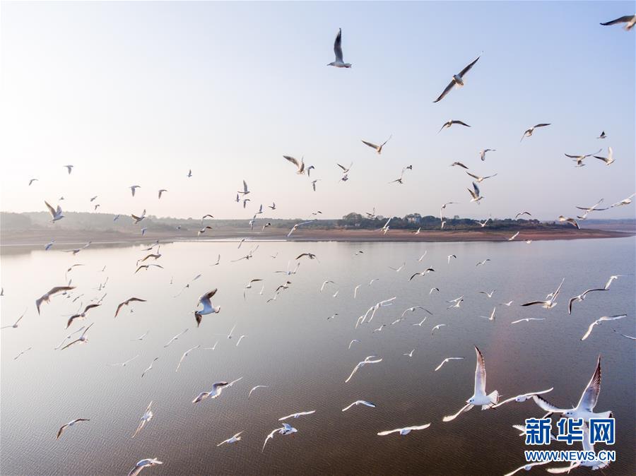 江西鄱陽湖：萬鳥翔集