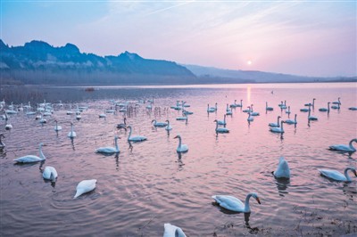 黃河濕地生態美 萬千天鵝戲湖水