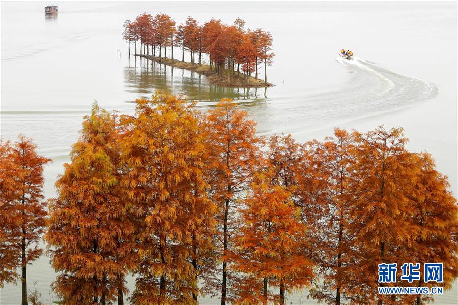 江蘇盱眙：水上森林畫中游