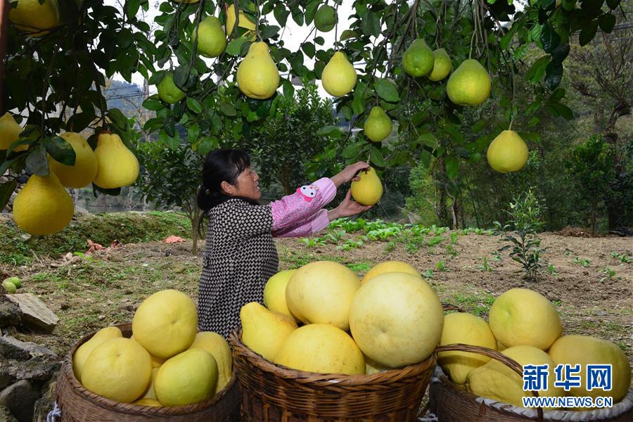 貴州岑鞏思州柚豐收