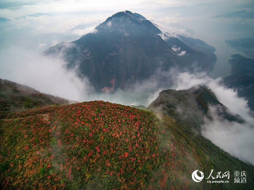 紅葉映三峽 雲海美如畫