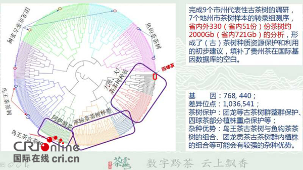 （要聞/黔茶貴水）依託大數據  貴州打造“數字”茶産業