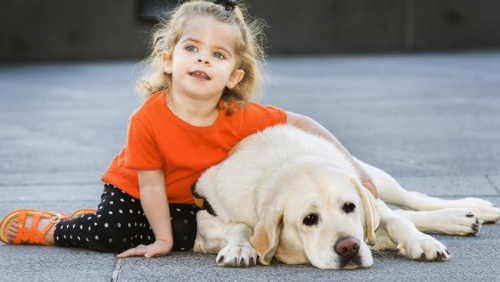 澳慶祝導盲犬日 展示導盲犬如何改變失明者生活