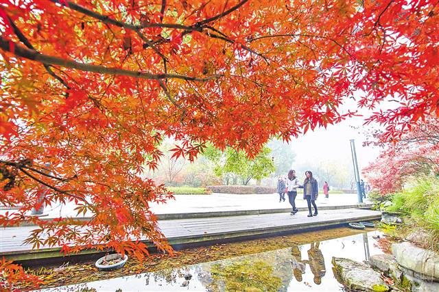 【環保視點專題　綠色康養　圖文摘要】去南山植物園賞彩葉