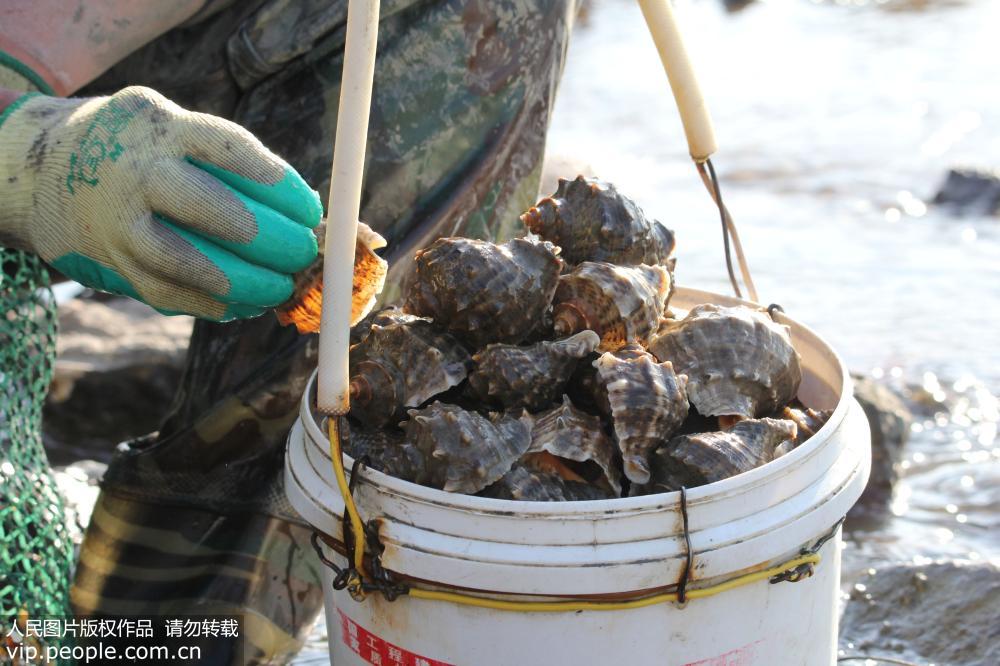 青島天文大潮後“曬海底” 市民趕海忙