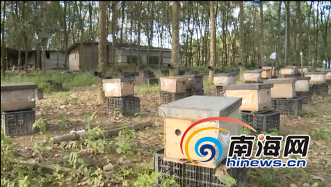 白沙專題【輪播圖】白沙貧困戶靠養蜂脫貧 聯合8戶養蜂共奔致富路