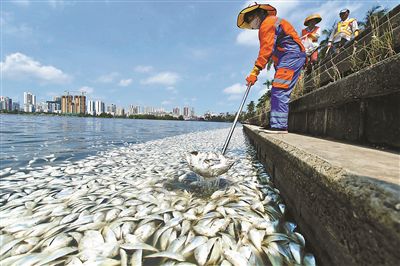 海口紅城湖35噸魚類死亡 官方:因湖水鹽度過低