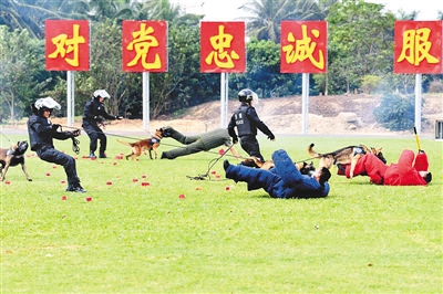 【瓊島先鋒圖文列表】【及時快訊】全省公安警犬技術實戰對抗大比武