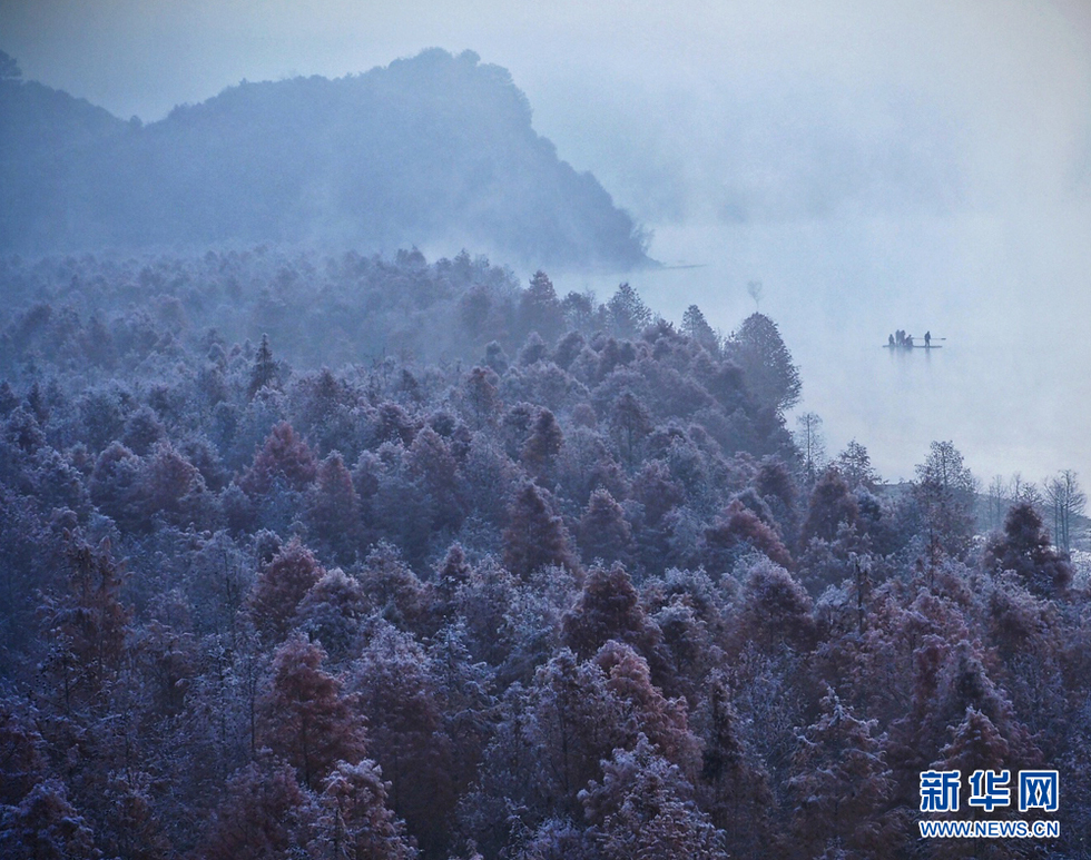 輕紗曼舞繞紅杉 霧淞晶瑩映霞光