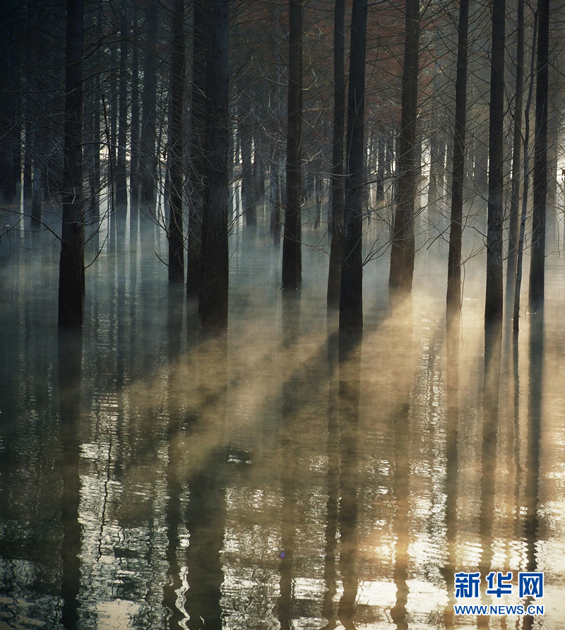 輕紗曼舞繞紅杉 霧淞晶瑩映霞光