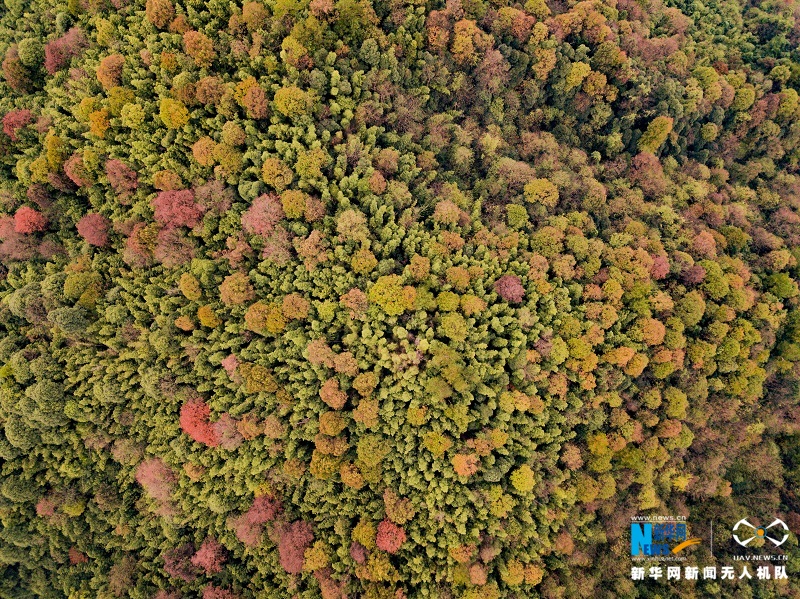 航拍江西宜豐官山自然保護區五彩斑斕勝似春景