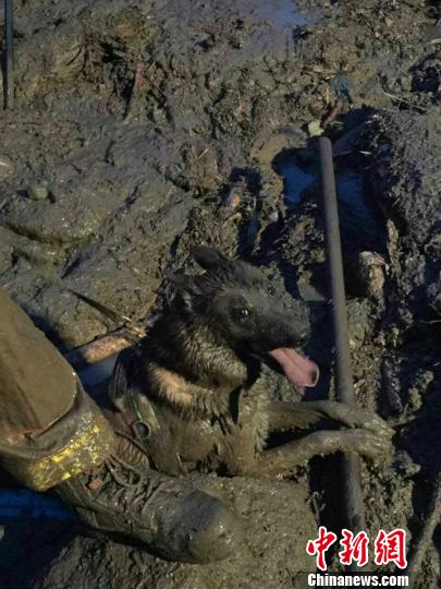 福建泰寧泥石流災害：兩條搜救犬進入核心區展開搜救