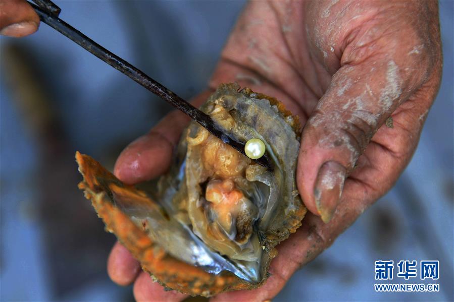 廣西北海：“海絲”憑藉力 南珠再起航