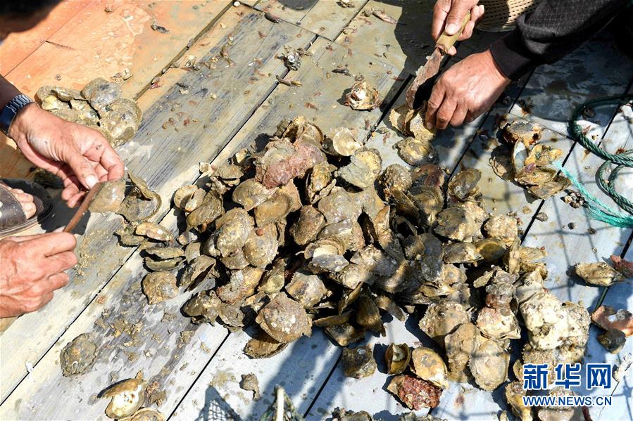 廣西北海：“海絲”憑藉力 南珠再起航