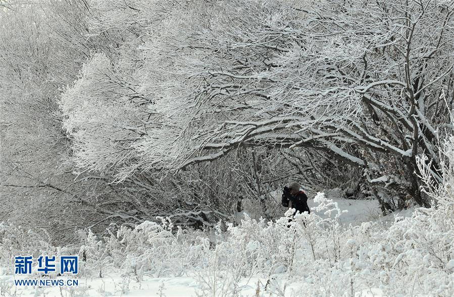 呼倫貝爾：雪淞壓枝頭