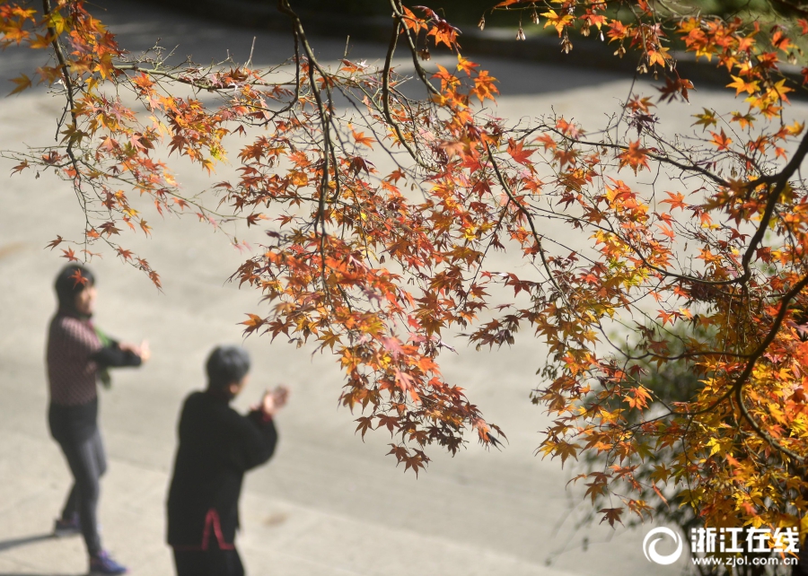 舟山：初冬觀賞楓葉正當時