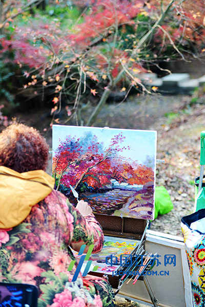 南京中山植物園“楓”景醉人