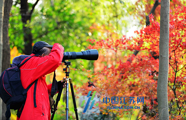 南京中山植物園“楓”景醉人