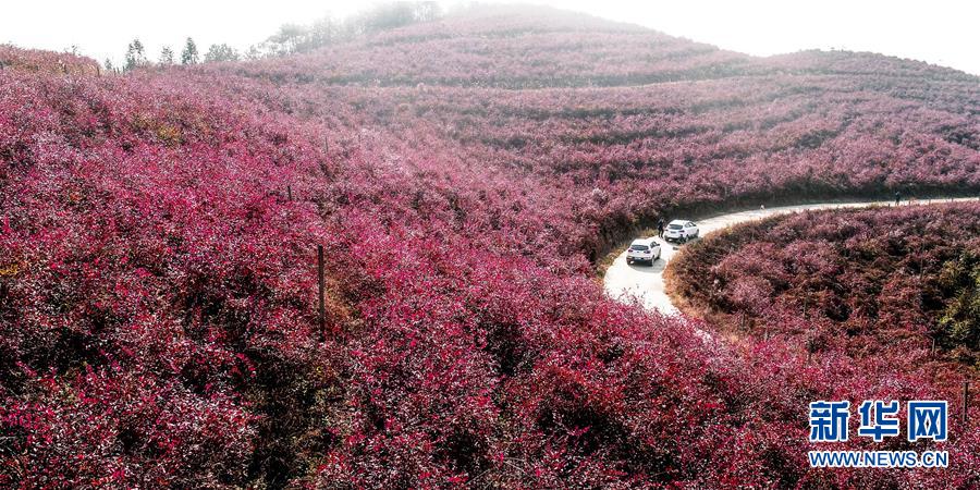 安徽廬江：藍莓入冬時 紅葉滿山坡