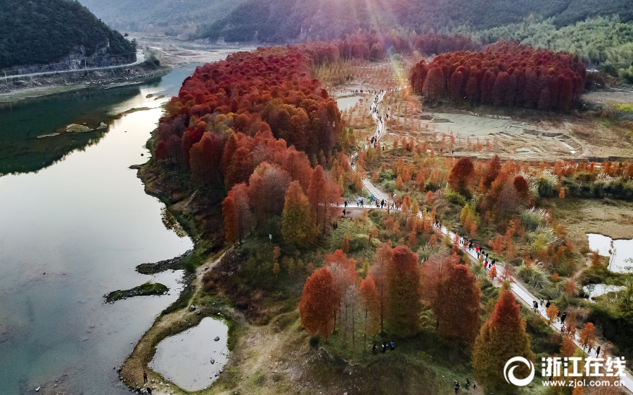 臨海：冬日紅杉林 神似喀納斯